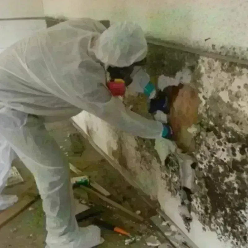 Mold Remediation and Removal in Yamhill, OR